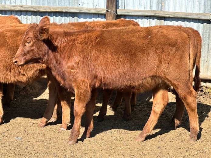 Weaners | Wanfield Farms