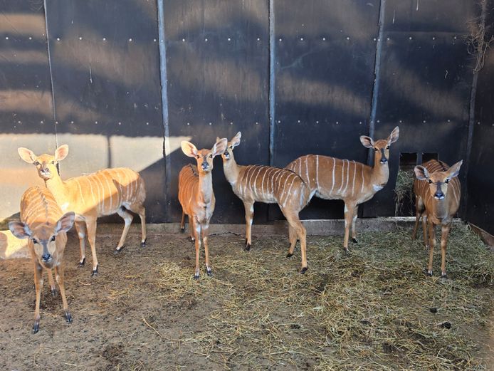 NYALA (no vat) | EB WILD