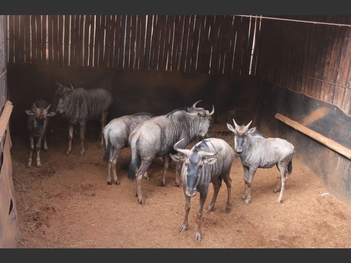 Blouwildebees