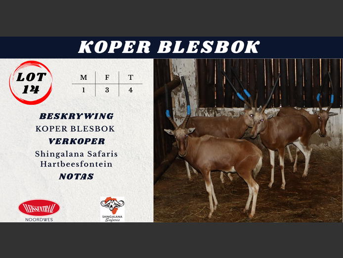 KOPER BLESBOK