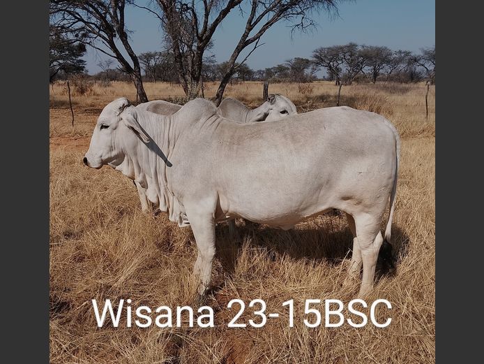 23-0015BSC | WISANA BRAHMAN