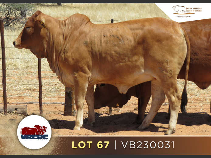 23-0031VB | VREDE BORANS