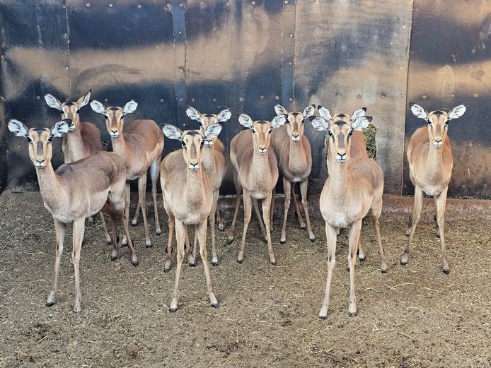 IMPALA | NOOITGEDACHT