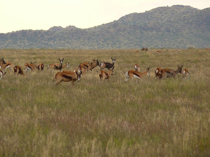 Koper Springbok | DG Snyman