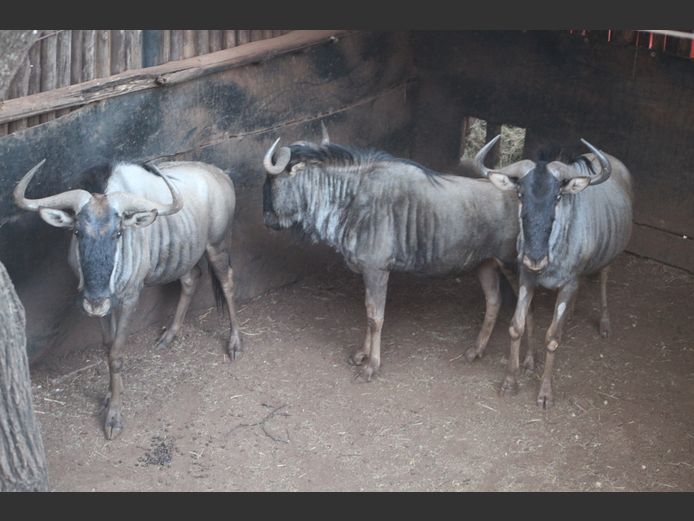 BLOUWILDEBEES