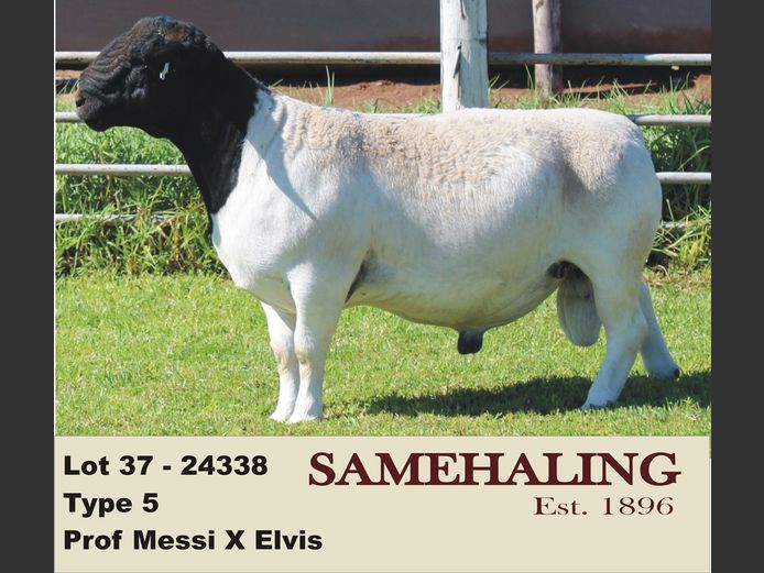 24338-330 | SAMEHALING DORPERS