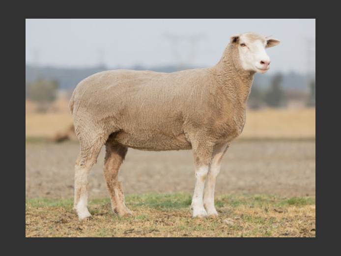 B240014 | BRANDMERK