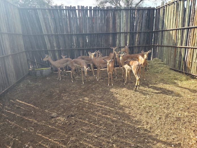 ROOIBOKKE | HANLEY 2