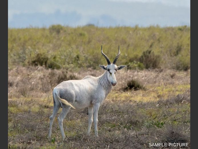 WHITE BLESBUCK | GOLDEN GAME WILDLIFE