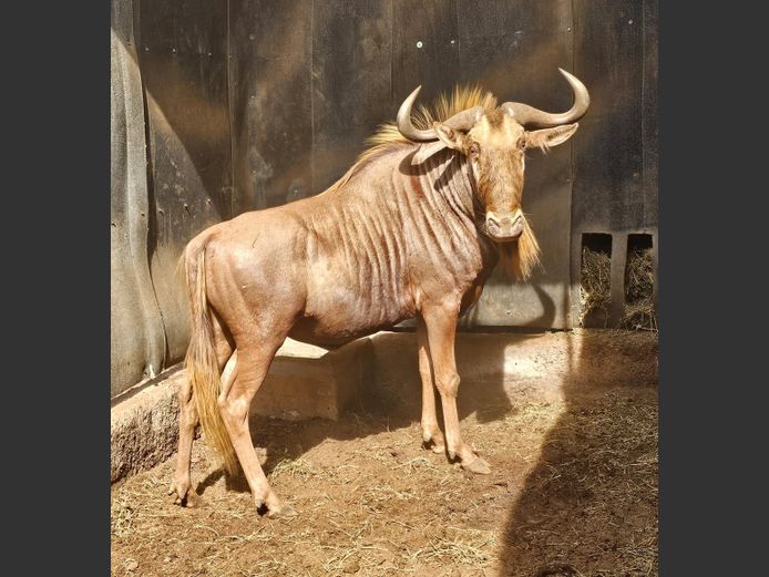 GOLDEN GNU 29 4/8” | STEFAN VISSER