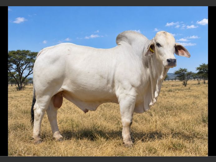 23-0089ERP | HARROBI BRAHMAN