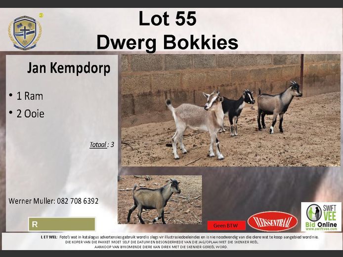 Dwerg Bokkies