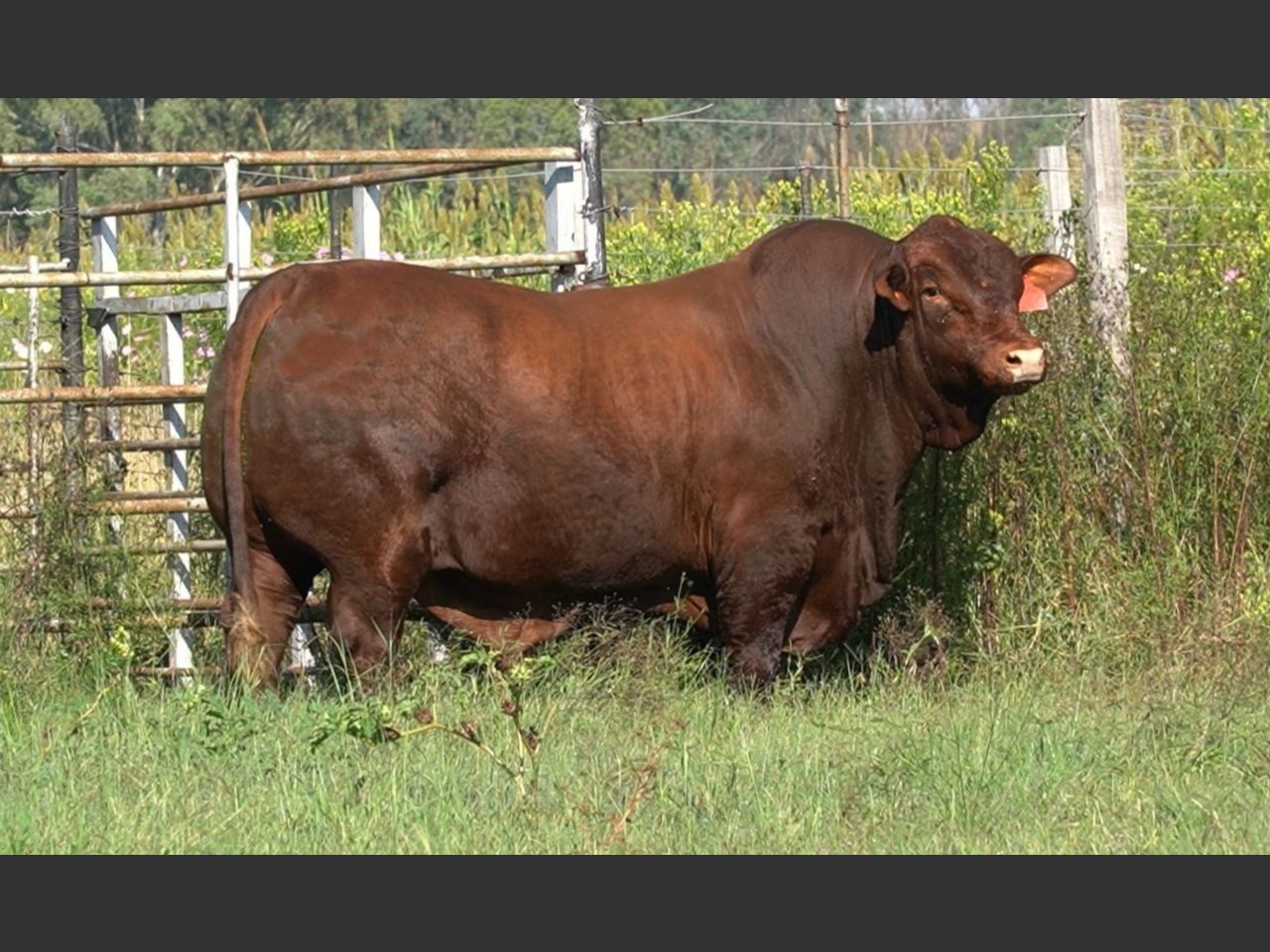 Lot 28 | 26STE NASIONALE BEEFMASTER VEILING | SwiftVEE | South Africa’s ...