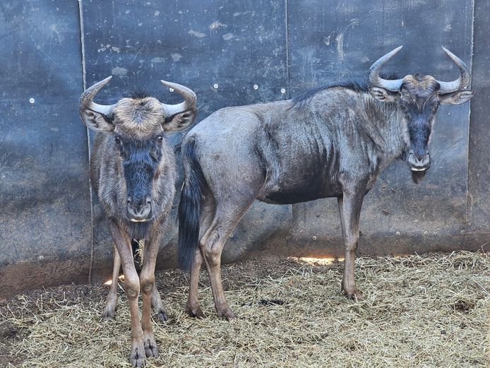 BLUE WILDEBEEST | ZEBULA
