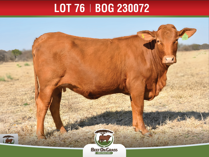BOG 230072 | BEEF ON GRASS PTY LTD