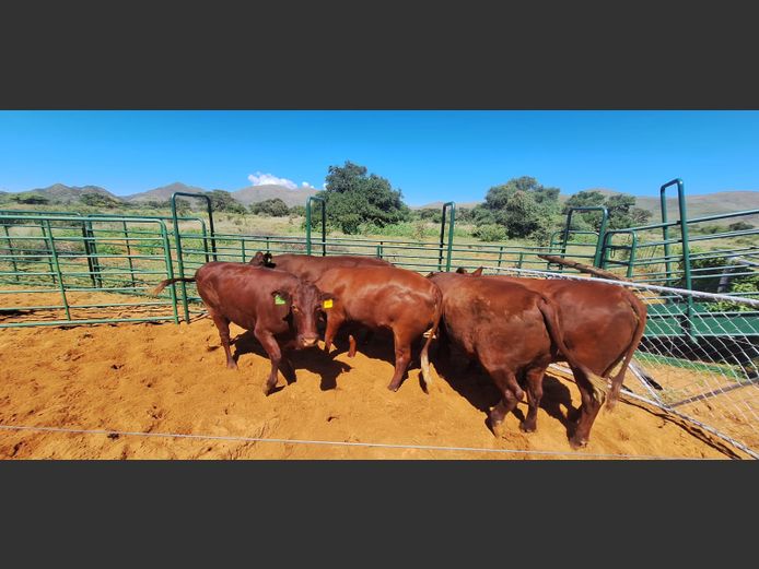 Commercial Animals | Eal Boerdery