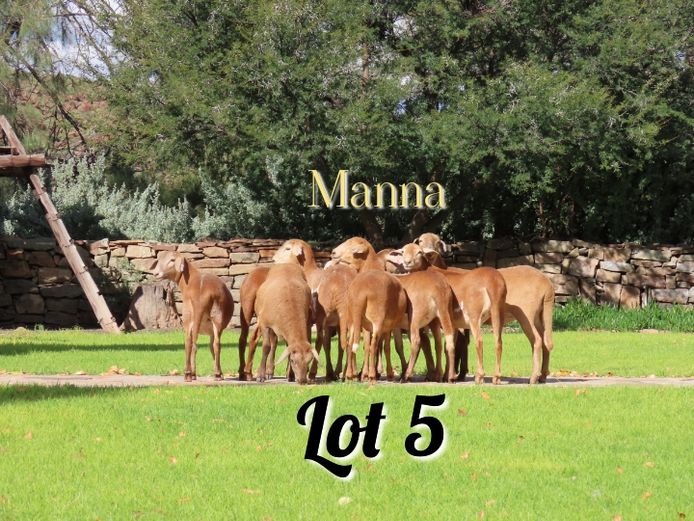 Ewes | Manna