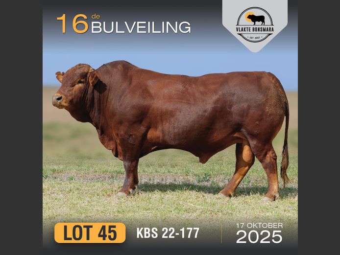 KBS 220177 | KAMEELDORING BONSMARA