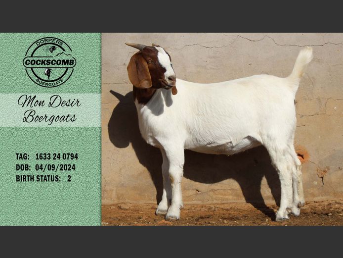 1633 24 0794 | Mon Desir Boergoats