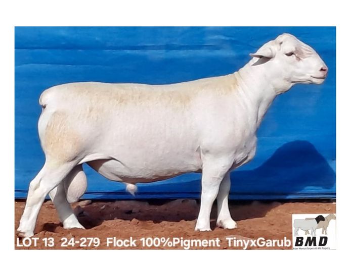 24-279 | BROER MARITZ DORPERS