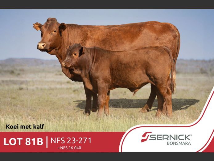 NFS 230271 | SERNICK BONSMARA STOET
