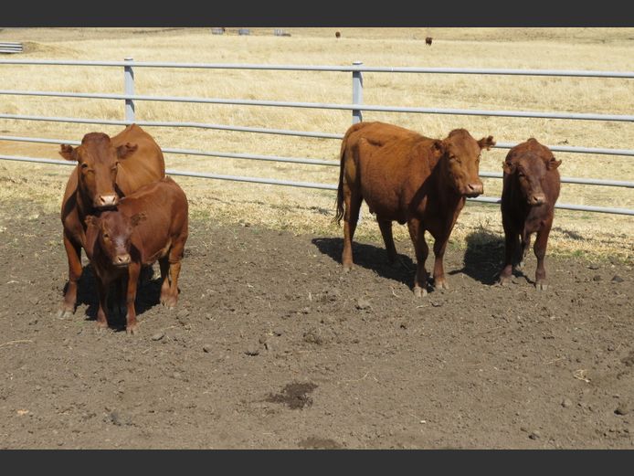 Commercial Animals