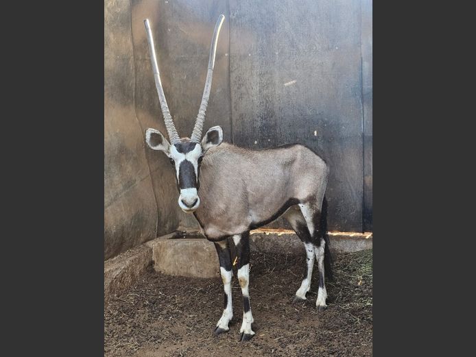GEMSBOK 38” | DE KOCK BDY