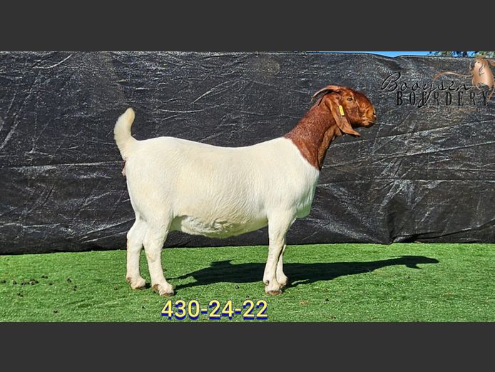 430240022 | Booysen Boerbokstoet