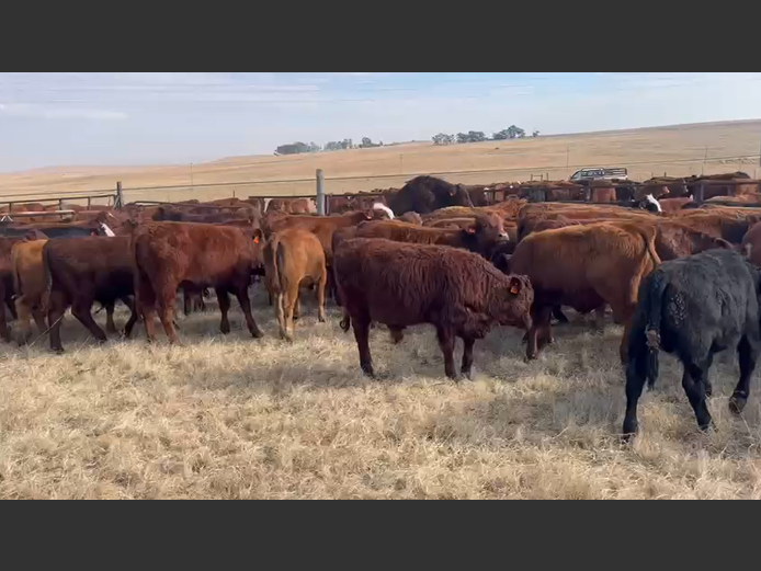 Weaners 