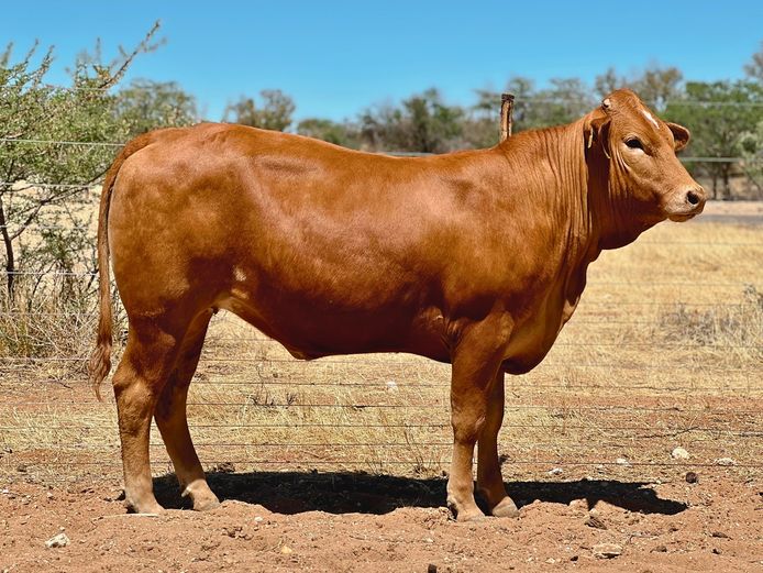 OB2368 | ZINKEV SIMBRA