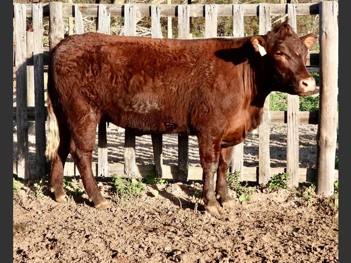 NW240044 | NACHT WACHT SUSSEX STOET