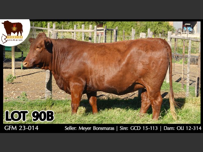 GFM230014 | MEYER BONSMARAS