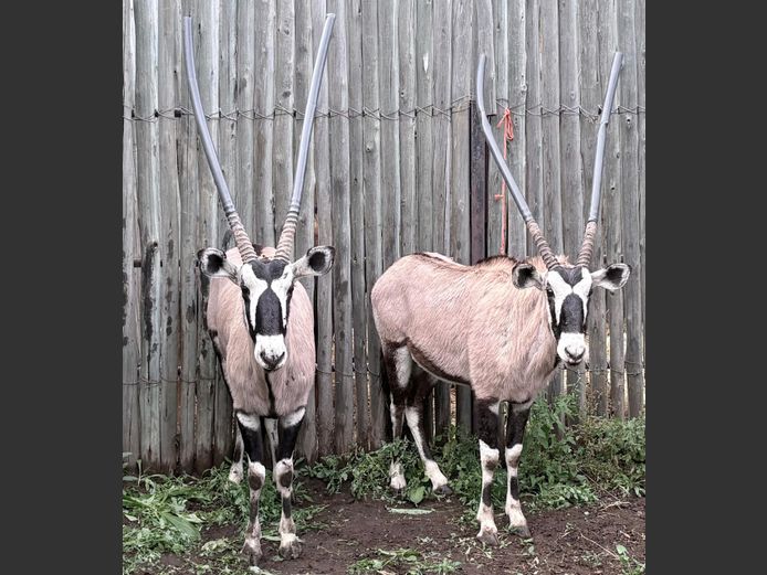 Gemsbok Bulle