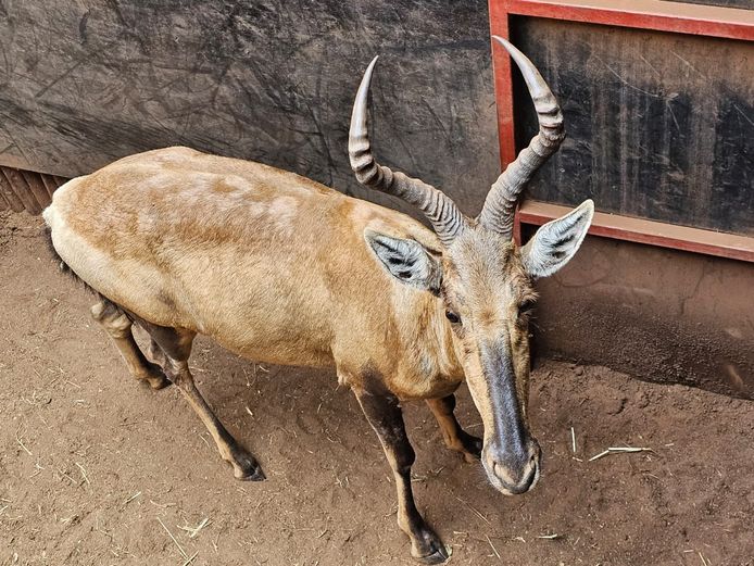RED HARTEBEEST | BUFFELSPOORT