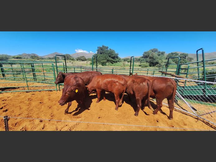 Commercial Animals | Eal Boerdery