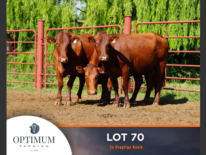 Commercial Animals | OPTIMUM FARMING M WIPPLINGER