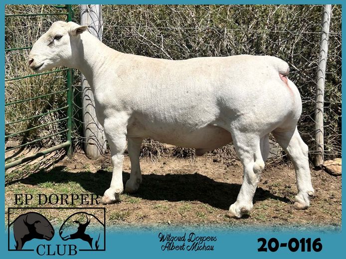 200116 | ***Albert Michau - Witgoud Dorpers