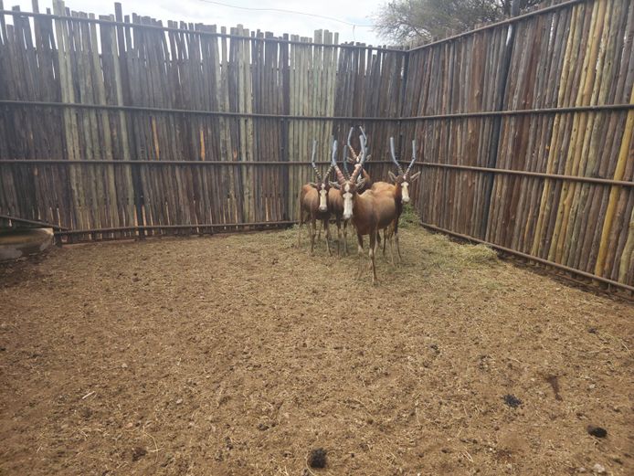 BLESBOK | ROLAND WARD