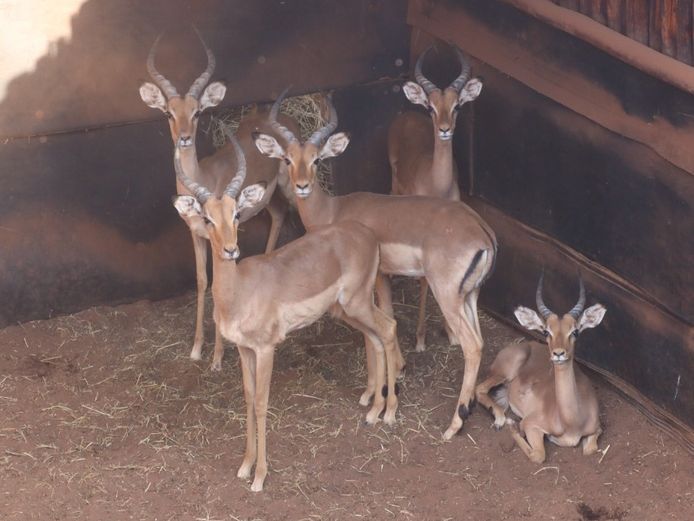 ROOIBOKKE