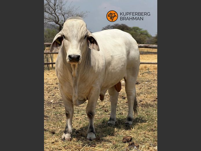 22-0458KU | KUPFERBRG BRAHMAN