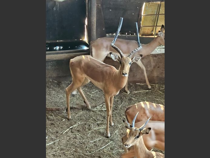 IMPALA | HAAKDORING
SAFARIS