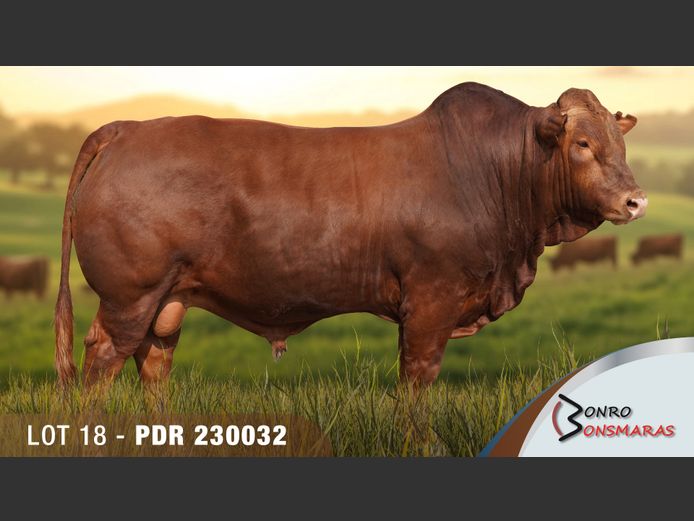 PDR 230032 | BONRO BONSMARAS