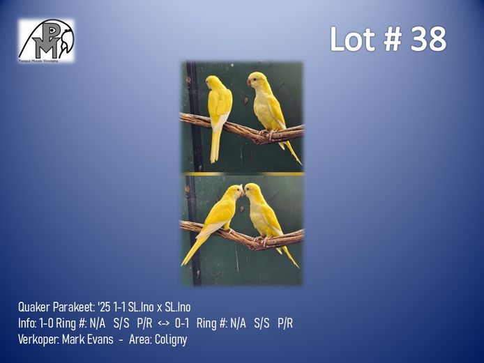 1-1 '25 Quaker Parakeet: SL.Ino x SL.Ino - Mark Evans