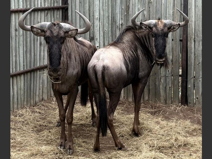 Blou Wildebees Bulle