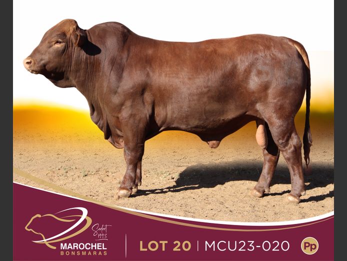 MCU 230020