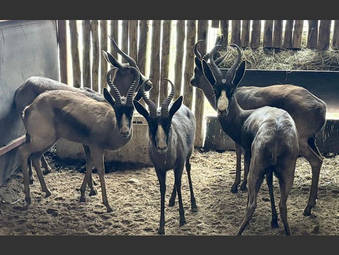 Swart Springbok Jagramme
