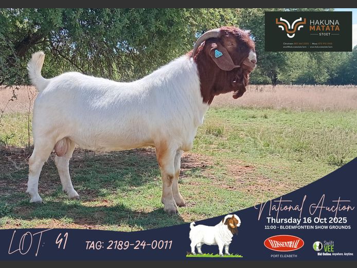 2189-24-0011 | Christiaan Labuschagne (Hakuna Matata Stoet)