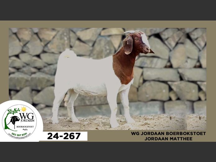 24-267  |  Jordaan Matthee - WG Jordaan Boerbokstoet