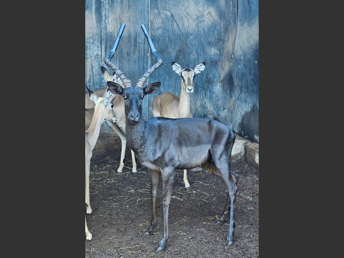 BLACK IMPALA | NOËL BOON