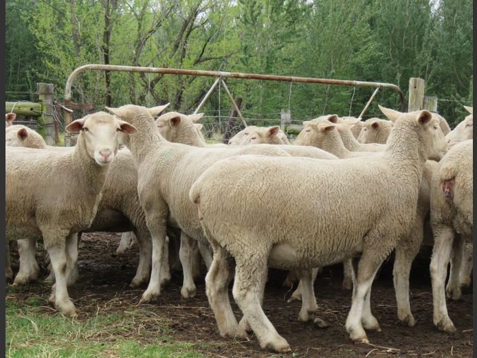 Commercial Ewes | UMPUKANE DORMERS